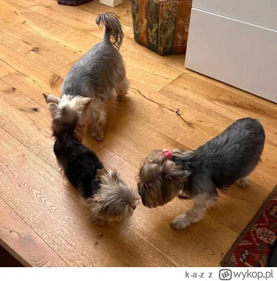 k-a-z - 5 dzień adaptacji Chanel:

Rano wstał zupełnie inny pies. Chanelka od razu pr...