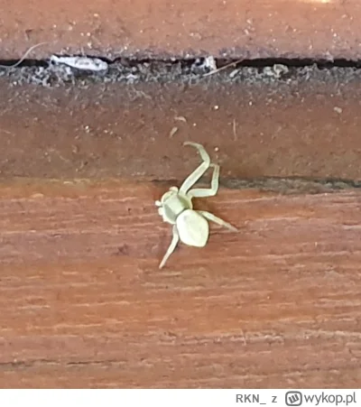 RKN_ - @Apaturia ja ostatnio natrafiłem na pajączka inwalidę
