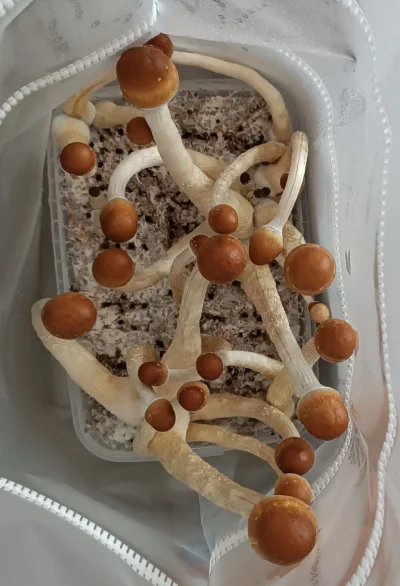 widzialapan - @tomasz-aleksander-barania: pozdrawiam xd