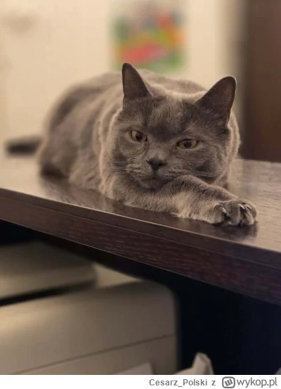 Cesarz_Polski - #kotekwrocek #wroclaw