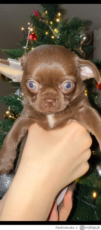 PanDoniczka - Nie wiem czy zauważyliście ale pies tucznika również ma FAS( ͡° ͜ʖ ͡°)
...