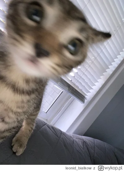 leonid_bialkow - @wfyokyga: o kurna