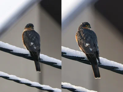 franekdolasu - Piękny zima przyszła to trzeba częściej dosypywać do karmników. Nieste...