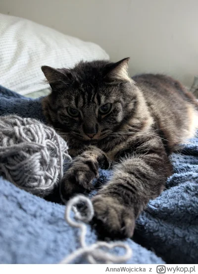 AnnaWojcicka - Kot i włóczka 

#koty #pokazkota