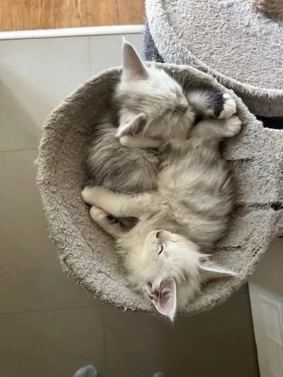 anteniarz - #koty #pokazkota #mainecoon