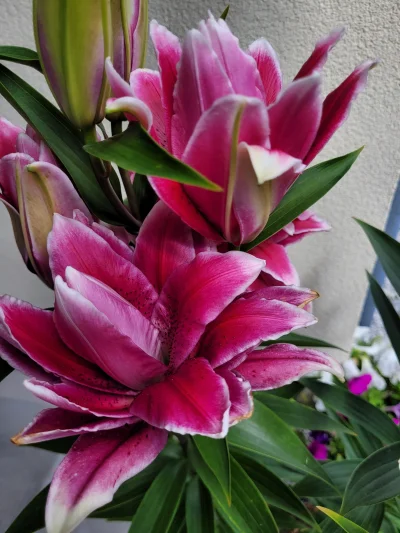 farew3Ell - Zakupione w tym roku lilie zdążyły już wszystkie zakwitnąć (ʘ‿ʘ)
@Redbull...