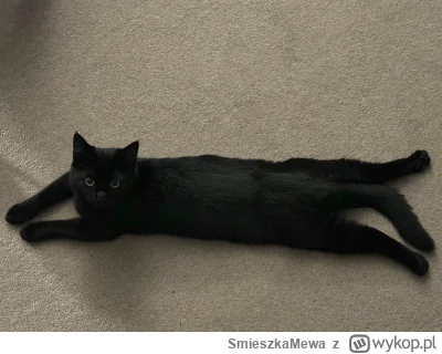 SmieszkaMewa - paczcie jaki mój #smiesznypiesek