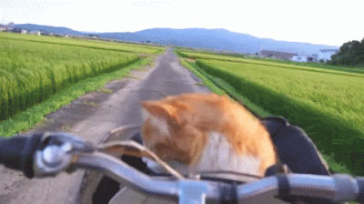 Teuvo - gdybym miał kota to bym go tak woził