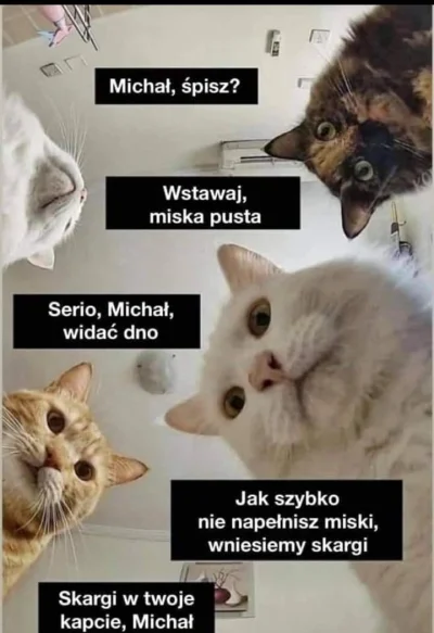 Zaczytanaa - #memy #heheszki #humorobrazkowy #koty #kitku
