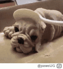 pawelJG - #heheszki #smiesznypiesek