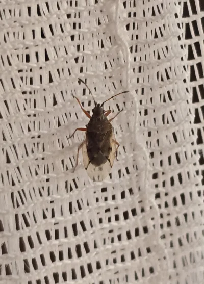 6th_Sense - Mirki, co to jest? 
Czat podpowiada, że jakiś roślinożerny pluskwiak, ale...