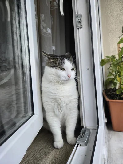 Solsith - #pokazkota #spaslak coś ty zrobił z pogodą człowiek(ಠ‸ಠ)