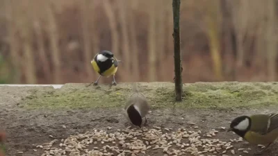 Lenalee - Sikory bogatki biorą po jednym nasionku słonecznika, a sikory ubogie ładują...