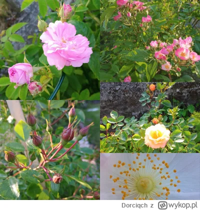 Dorciqch - #ogrodnictwo dopiero co pisałam, że moje róże nie kwitną xD nie mogę się d...