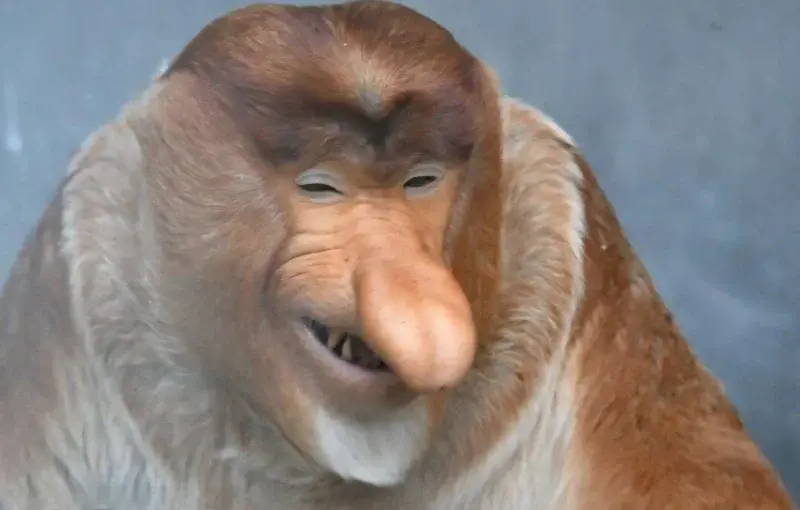 RitmoXL - #f1 ( ͡°( ͡° ͜ʖ( ͡° ͜ʖ ͡°)ʖ ͡°) ͡°) BOX BOX LANDO XDDD