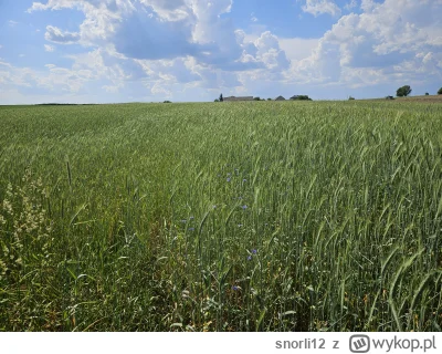 snorli12 - Pszenzyto chuopskie ładnie rośnie mimo suszy będzie co robić w żniwa echhh...