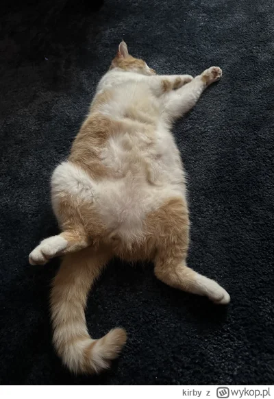 kirby - Gapisz mi sie na bebech? ( ͡° ͜ʖ ͡°) #kitku #koty #kot #pokazkota