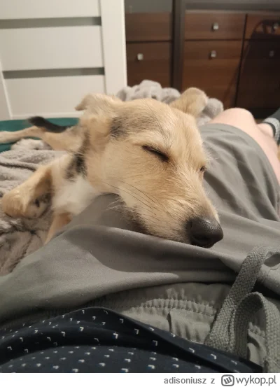 adisoniusz - śpimy se jusz 
#pokazpsa jako odskocznia od dzisiejszych wojen polityczn...