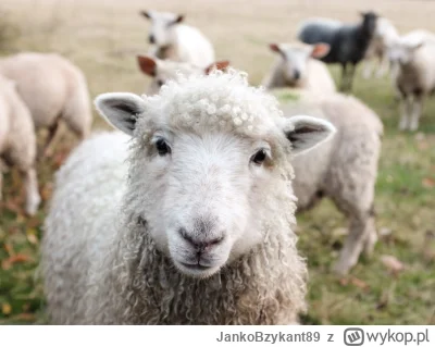 JankoBzykant89 - lubicie owce?
mi się wydają całkiem sympatyczne
#przegryw