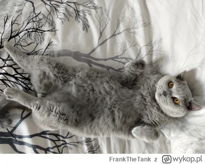 FrankTheTank - #pokazkota