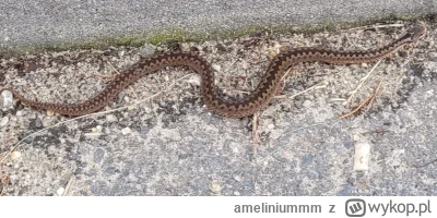 ameliniummm - @drobnenataryfe a ja takie coś wyłapałem