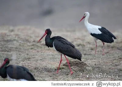 TantnisKrzyzowiaczek - tymczasem w oktagonie #famemma