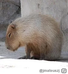 jmateuszj - #mecz Zaczyna śmierdzieć utrzymaniem, nastroje w zoo dalekie od euforyczn...