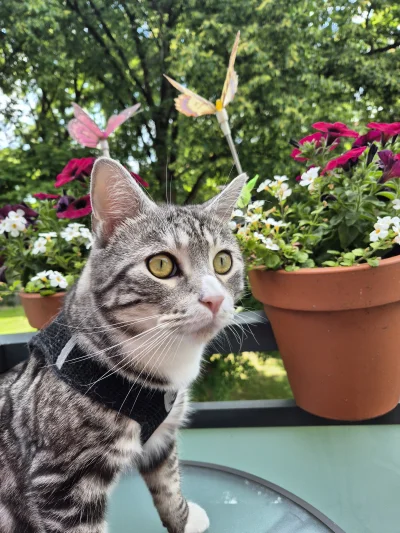 Lujdziarski - #pokazkota #dziarskikacperek Bero na mordzie rudawy po starym xD