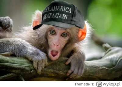 Tremade - Z dzisiejszego dnia wynika taki wniosek - świat nie wierzy, że ryża małpa j...