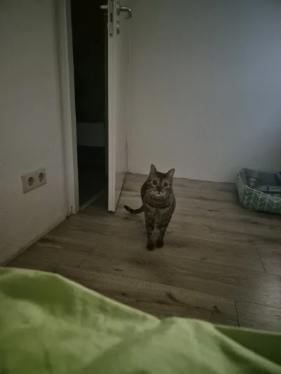 Lujdziarski - #pokazkota #dziarskikacperek Bo ja bym coś zjadł, drapie w drzwi, wchod...