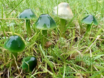 GARN - Wilgotniczka papuzia (Gliophorus psittacinus)