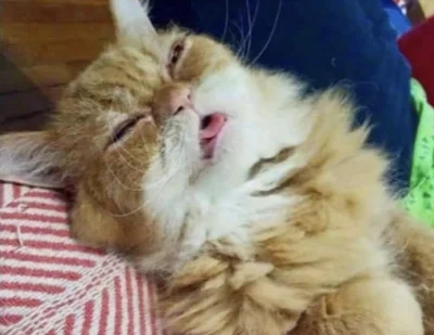 paczelok - Drzemka odbyta #paczekot