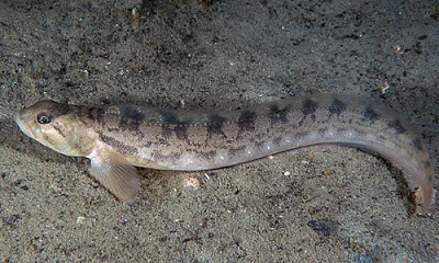 scophthalmusmaximus - Nie kumam czemu naukowcy ciagle zamieniaja nazwy lacinskie ryb....