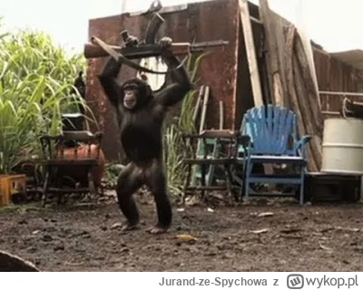 Jurand-ze-Spychowa - W głowie się nie mieści co te szympansy z PiSu wyprawiają.
