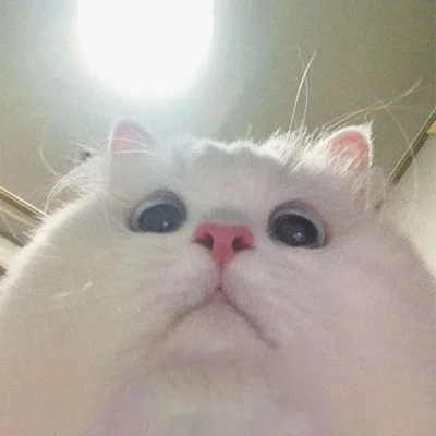 dywanikudyrektora - Trzeba iść do sklepu zrobić większe zakupy tygodniowe, zawsze mni...