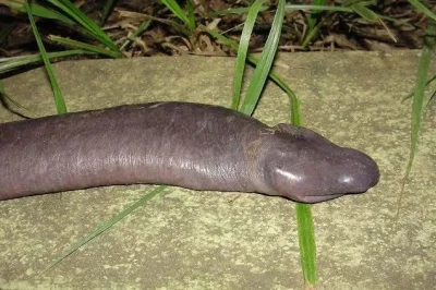 Boxcutter - #zwierzaczki

Atretochoana

(modów proszę o wyrozumiałość ;p)