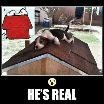 Badmadafakaa - #smiesznypiesek