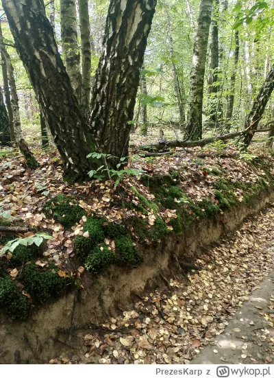 PrezesKarp - Idę sprawdzić czy rosno #grzyby