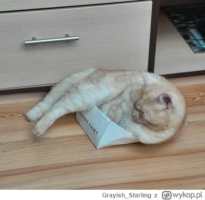 Grayish_Starling - Z Dzienniczka Pudełka po butach:

"Drogi Pamiętniczku,
Ten kot dal...