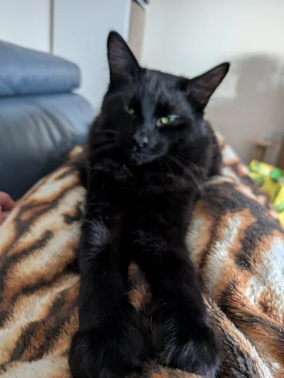 michal1msiekk - #pokazkota
#koty