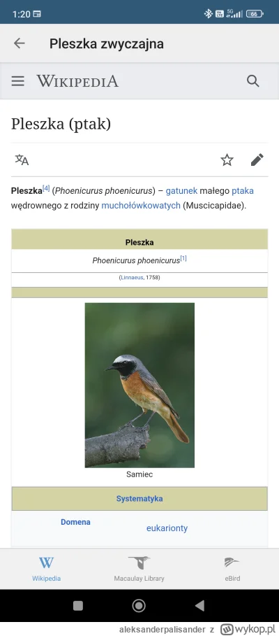 aleksanderpalisander - #ptaki 
Takie coś ćwierka teraz.