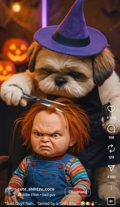 ZdzislawRotterdam - Przeglądałem słodkie pieski shih tzu i trafiłem na Donalda Tuska ...