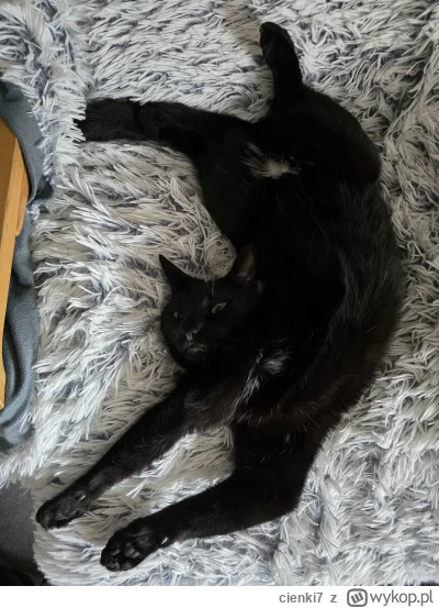 cienki7 - Kot mi się popsuł #pokazkota #heheszki