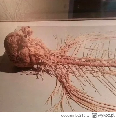 cocojambo210 - Jak to już 6 rano