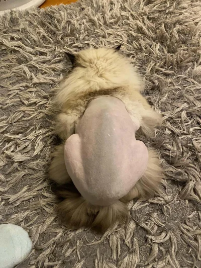 krystiano_ps3 - ja p------e, stary po pijaku mi kota ogolił
#zalesie