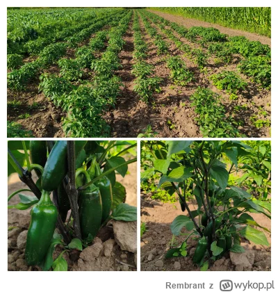 Rembrant - Dwa miesiące po gradobiciu tak wygląda uprawa w gruncie, za około 2tyg będ...
