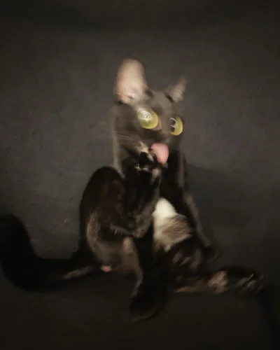 RicoElectrico - #codziennykotopetany #dziwnekotki