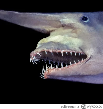 zoltyzegar - @JohnnyPomielony wyglada troche jak goblin shark