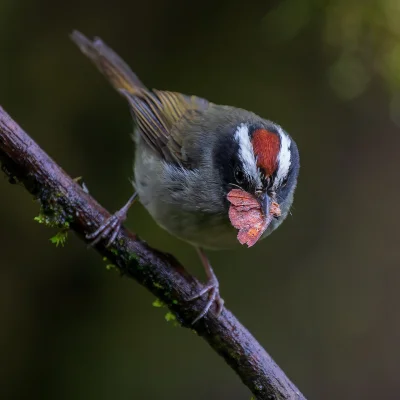 Lifelike - Koronówka czarnolica (Basileuterus melanogenys)
Autor
#photoexplorer #foto...