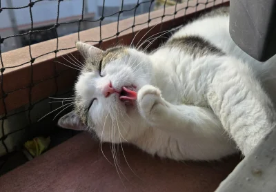 Solsith - #pokazkota #spaslak kot się popsuł, nie chce ziewać¯\(ツ)/¯